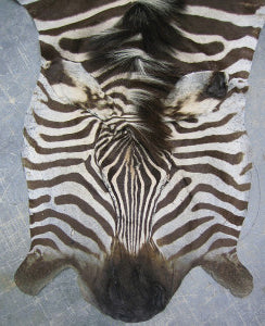 Zebra skin