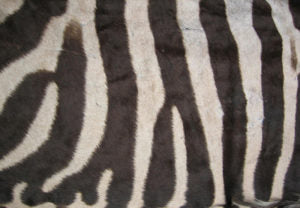 Zebra skin